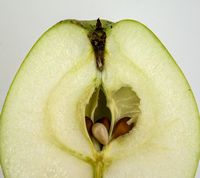 A4 æble 